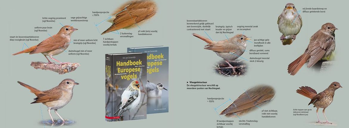 Handboek Europese vogels
