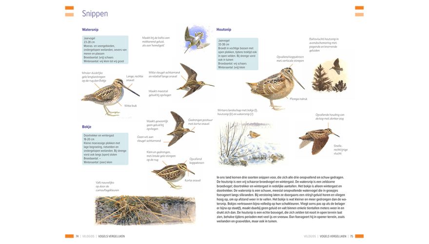 Spread snippen - Veldgids vogels vergelijken
