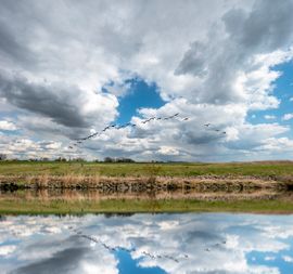 Brandganzen bij het Haringvliet