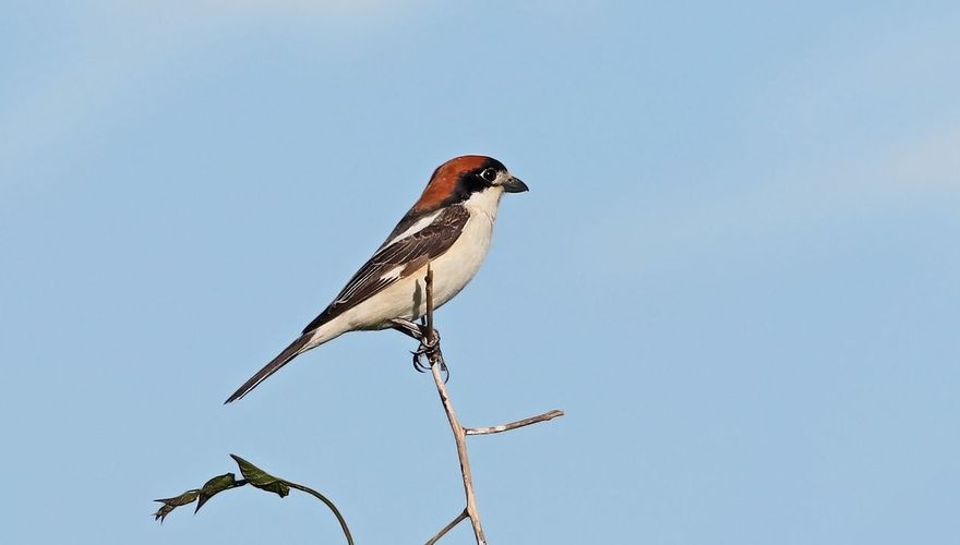 Roodkopklauwier / Ruwan Aluvihare