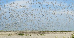 Drieteenstrandlopers op hoogwatervluchtplaats / Griend