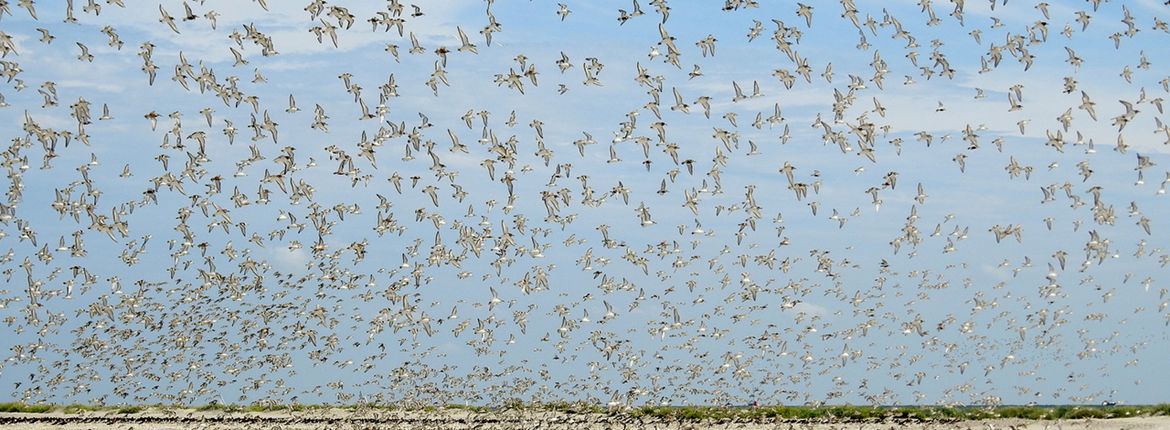 Drieteenstrandlopers op hoogwatervluchtplaats / Griend