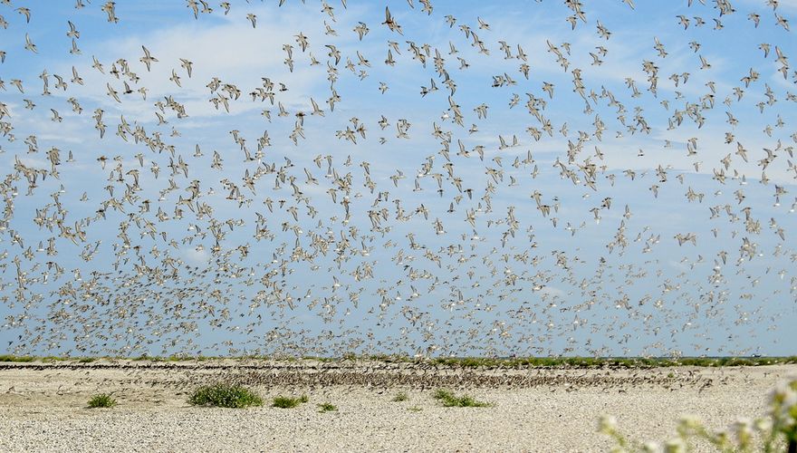 Drieteenstrandlopers op hoogwatervluchtplaats / Griend