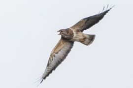 Schreeuwende Buizerd