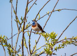 Blauwborst in de voorjaarszon