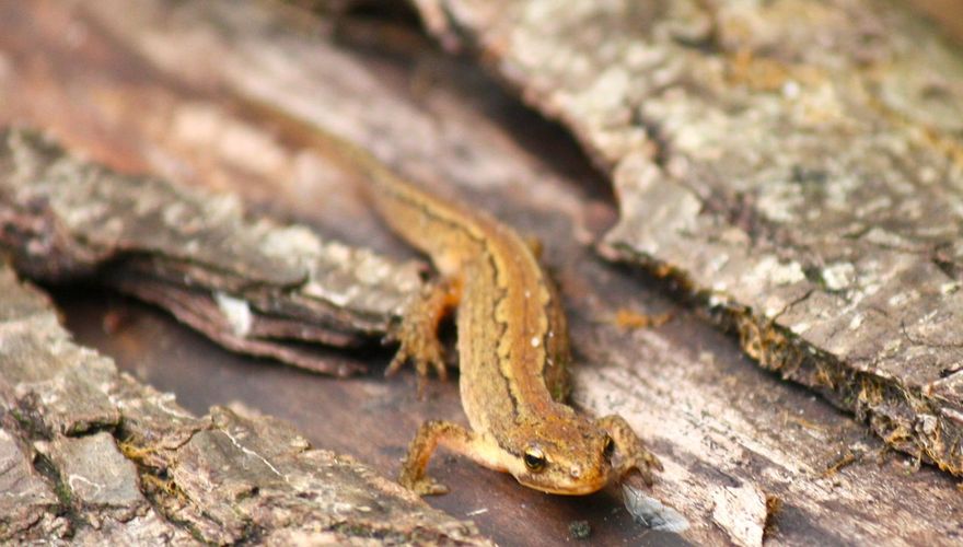 Kleine watersalamander / Mark Bakkers en Ruben Hoogeveen