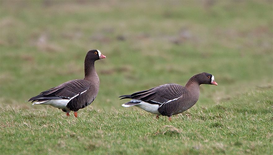 Dwerggans / Birdphoto