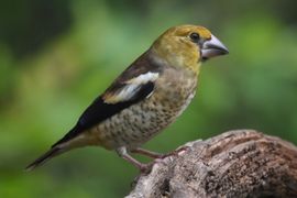 Juveniel Appelvink portret