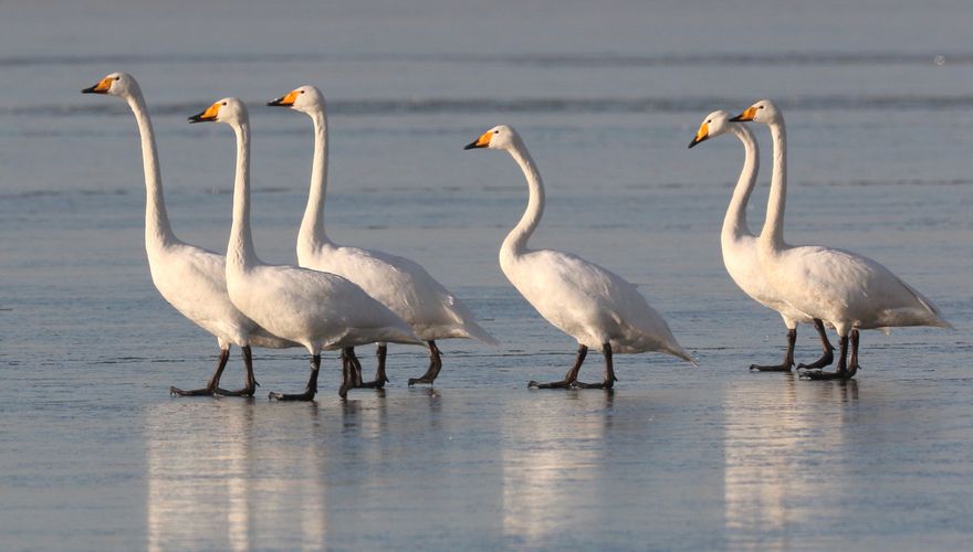 Wilde zwaan / Koos Dansen