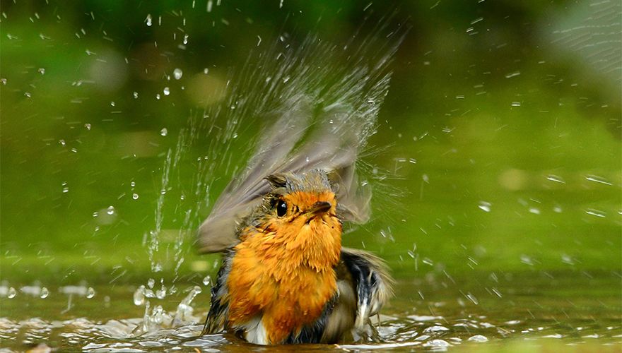 Roodborst / Peter Liebe (Fotogalerij)