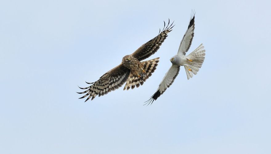 Blauwe kiekendieven dragen hun prooi in de lucht over / Jelle de Jong