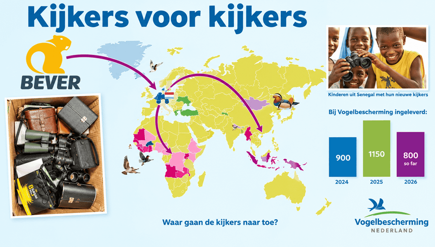 Kijkers voor Kijkers - Bever