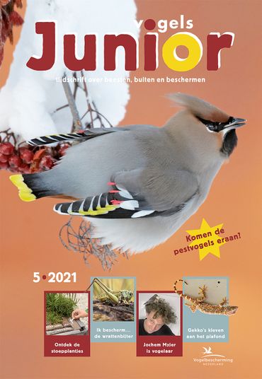 Cover Vogels Junior 05/2021
