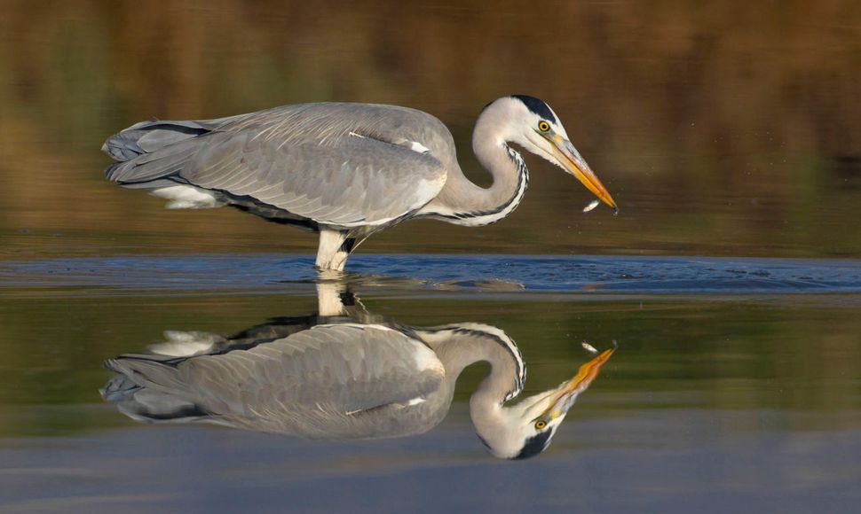 Blauwe reiger / Agami