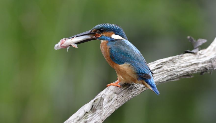 IJsvogel / Ad Sprang