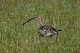 De wulp kijkt naar z'n gulp