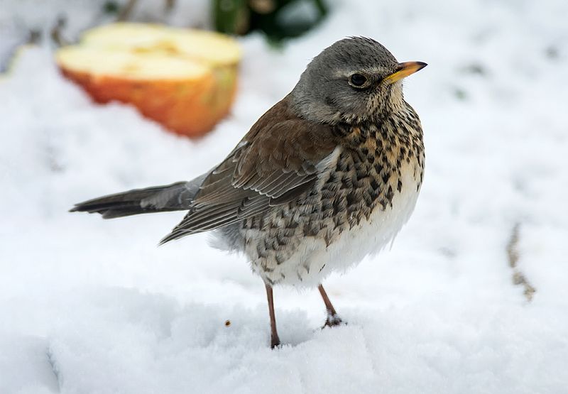 Kramsvogel / Jannie Timmer