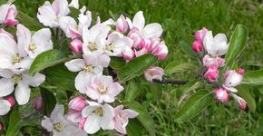 Appelbloesem / Hans Peeters Appelbloesem / Hans Peeters