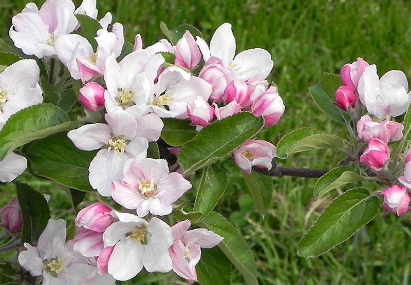 Appelbloesem / Hans Peeters