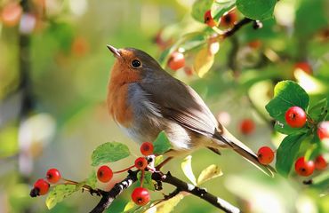 Roodborst in vuurdoorn / Shutterstock