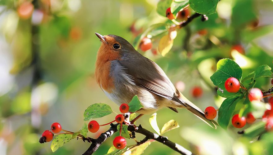 Roodborst in vuurdoorn / Shutterstock