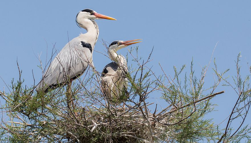 Blauwe reiger / Hans Peeters