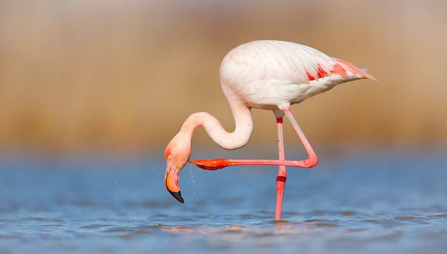 Flamingo / Shutterstock