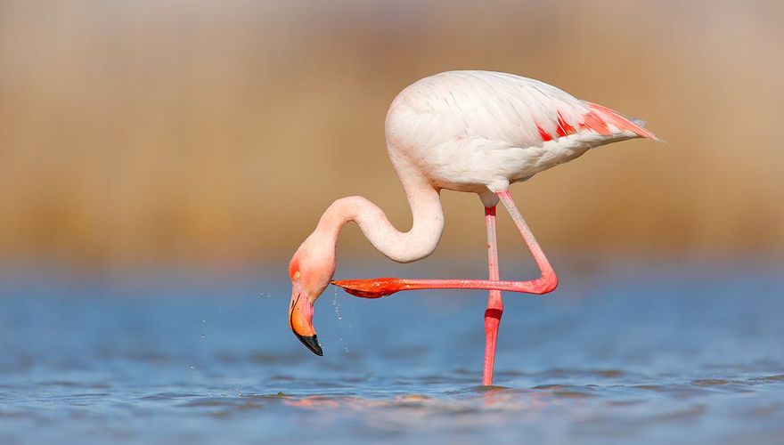 Flamingo / Shutterstock