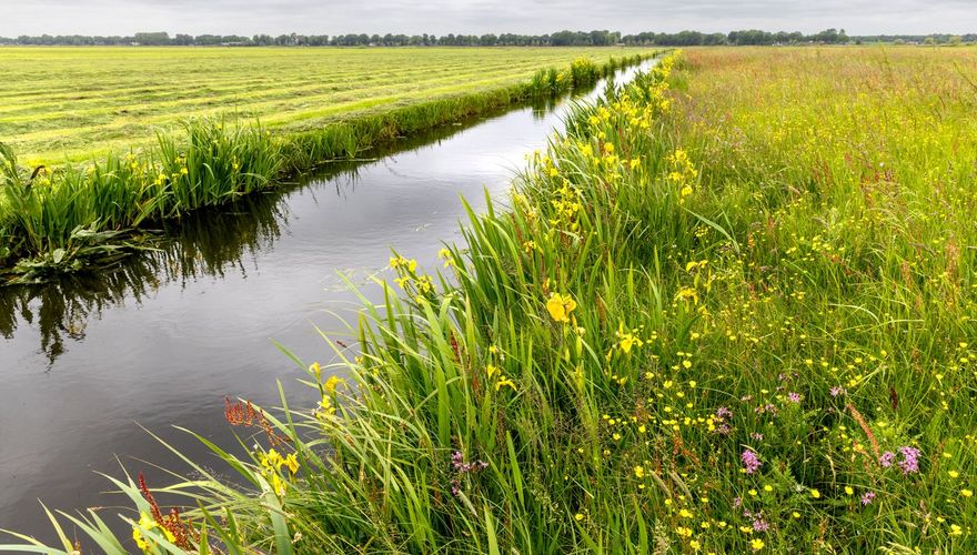 Kruidenrijk grasland / Fred van Diem