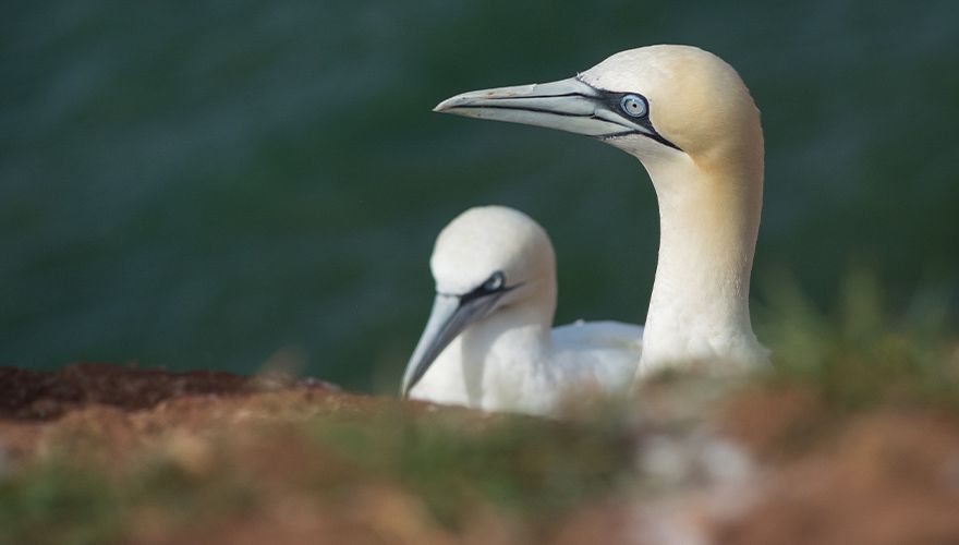 Jan-van-Gent / Corrie Rijkelijkhuizen