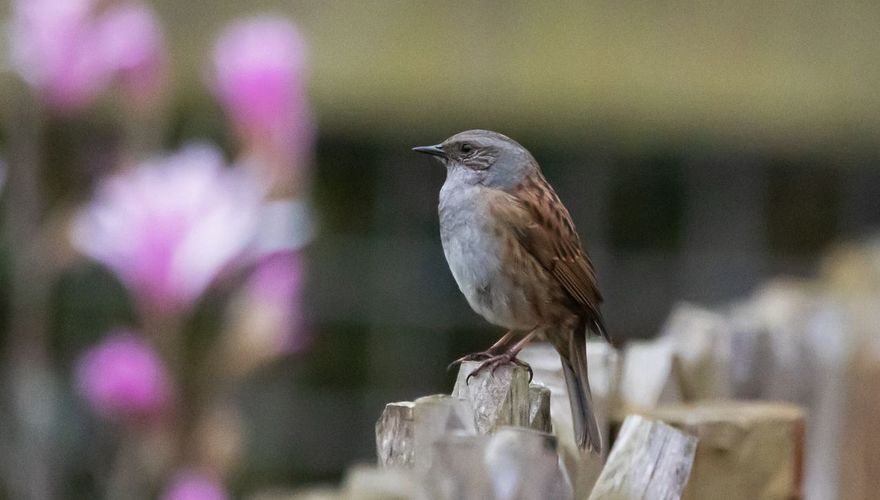 Heggenmus / Jan Onstenk