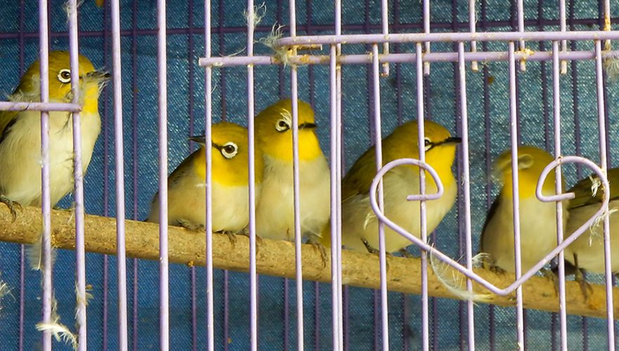 Brilvogels / Nature in Stock
