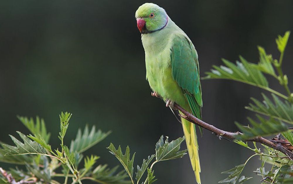 oplichterij renderen weten Standpunt Exoten | Vogelbescherming