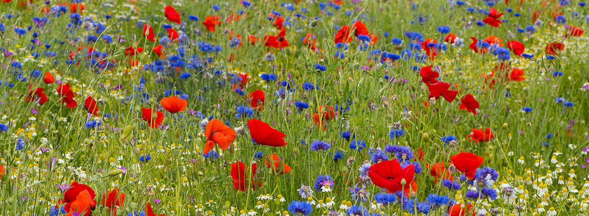 Akkerbloemen / Hans Peeters