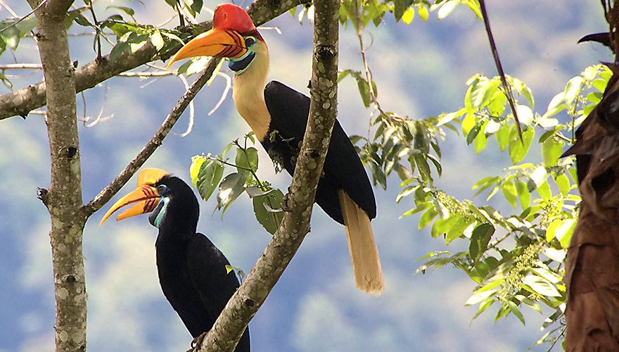 Sulawesi jaarvogel