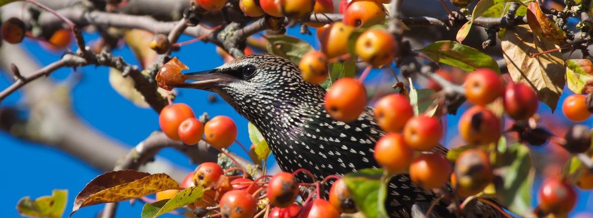 Spreeuw in fruitboom / Shutterstock
