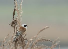 Rust in de polder