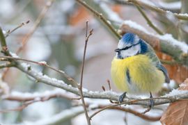 Beetje sneeuw 