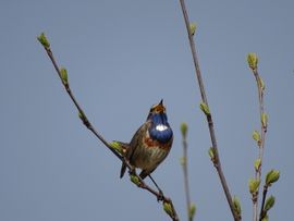 Uit volle blauwborst