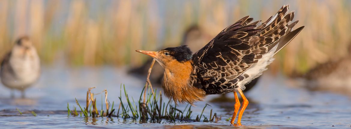 Kemphaan / Shutterstock