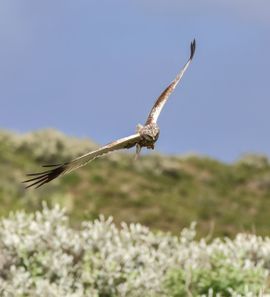 Roofvogel