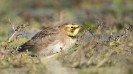 Leeuwerik op het strand