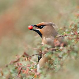 Pestvogel