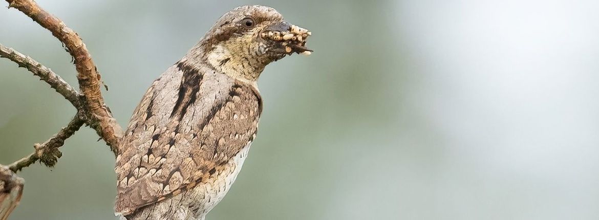 Draaihals / Siep Gevers Fotogalerij