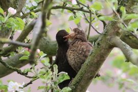 Lente in de tuin met een jonge merel