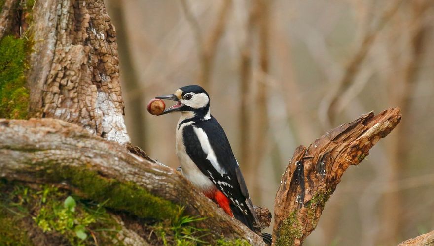 Grote bonte specht met hazelnoot / Shutterstock