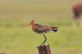 Onze Nationale Vogel