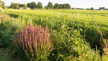 Achtertuin Jack Folkers / Hans Peeters