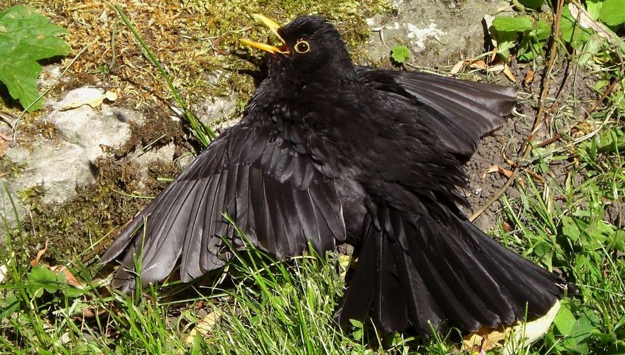 Merel zonnebad / Vogelbescherming via SC