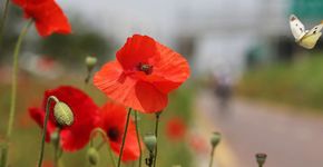 Bermbloemen vlinder / Pixabay